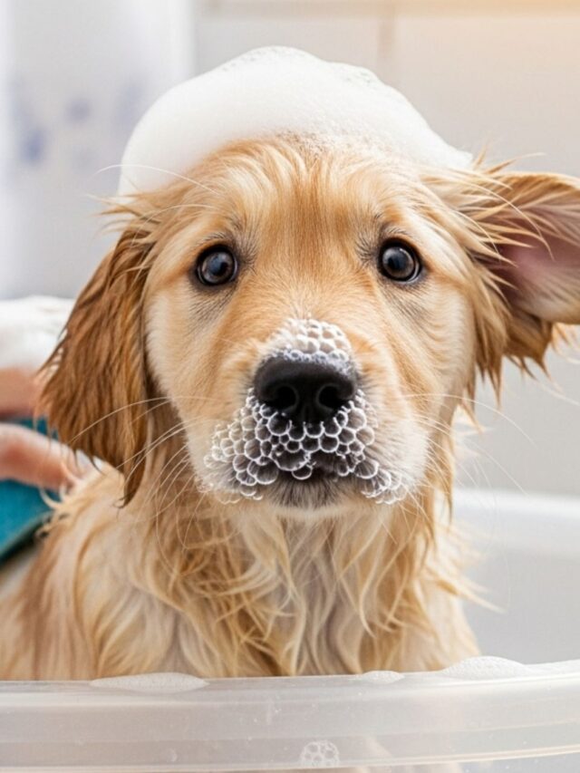 Melhor shampoo para Cachorro